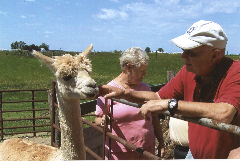 LIHAC Tour Llama Farm